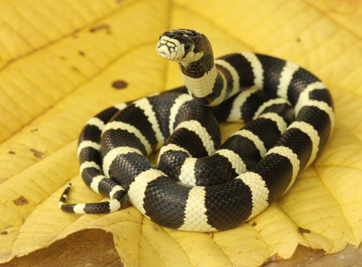 Cerbat Mountains California Kingsnake